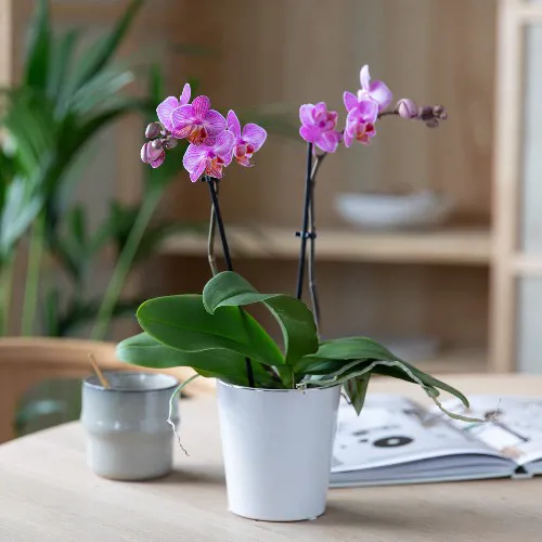 MG Uke 40 41 Phalaenopsis Midi 500X500